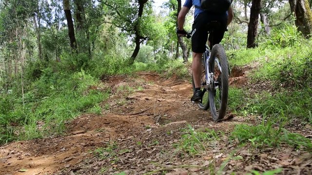 mountain bicycle riding in the woods