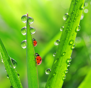 Fresh morning dew and ladybirds. Nature background.
