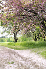 Zierkirschen in der Kirschwoche