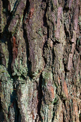 Fototapeta premium Tree bark texture