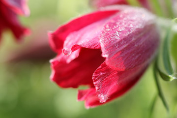makro einer kuhschellenblüte