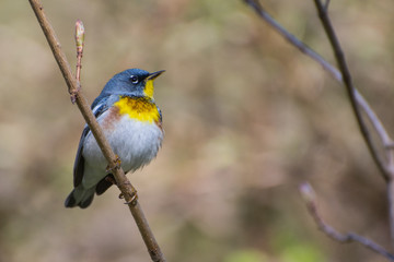 Northern Parula