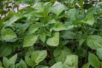 Orto, coltivare piante di Patate, agricoltura