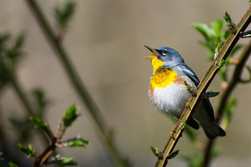 Fototapeta premium Northern Parula