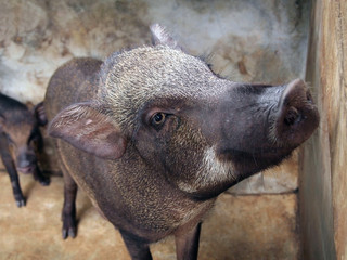 Fototapeta premium wild boar