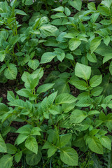 Orto, coltivare piante di Patate, agricoltura