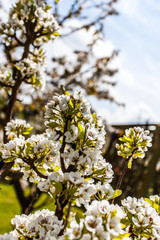 kirschblüten
