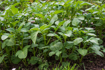 Orto, coltivare piante di Patate, agricoltura