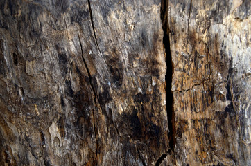 Texture of old wood 