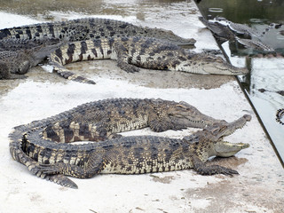 Crocodiles close up in Thailand