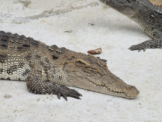 Crocodiles close up in Thailand
