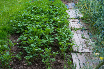 Fototapeta premium Orto, sviluppo coltivare, agricoltura