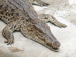 Crocodiles close up in Thailand