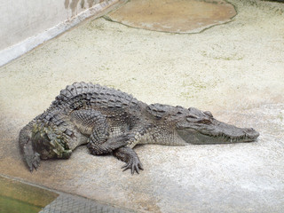 Crocodile disabilities