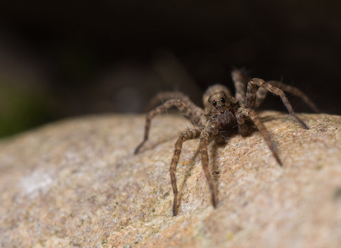 Wolfspinne auf einem Stein
