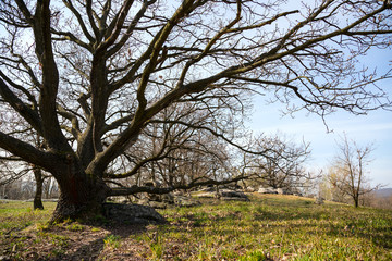 Obraz premium Oak trees on green meadow at a spring day