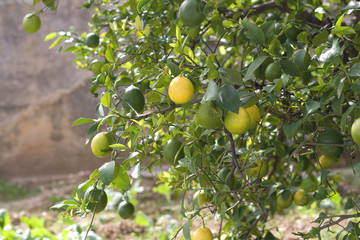 Lemon tree in the garden with yellow and green lemons.