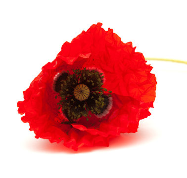 bring red poppy on white surface