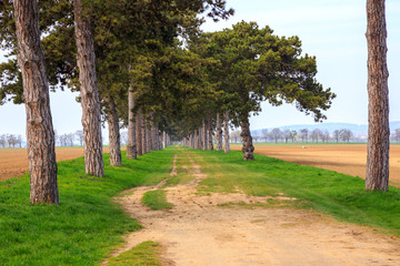 tree alley in summer with footpath