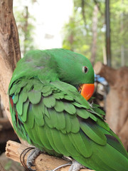 Macaw parrot