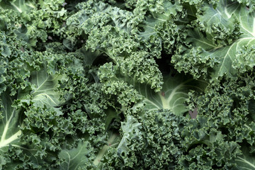A healthy fresh curly kale