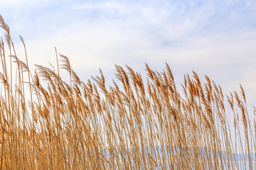 Fototapety  Dry thickets of reeds on the blue sea