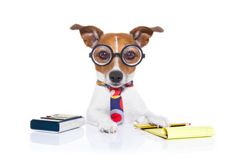 secretary accountant  dog
