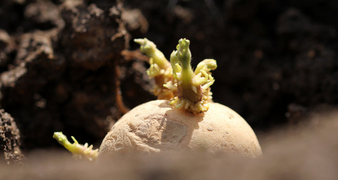 Pflanzkartoffel legen