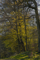 A Vibrant tree on the edge of a forrest