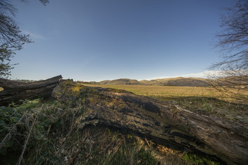 A fallen tree in a summers field