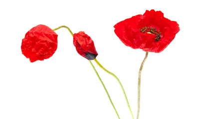 Obraz premium red poppies