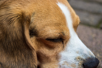 Beagle schlafend