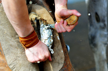 Blacksmith clearing hoof of a horse