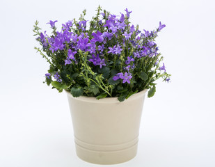 Naklejka na ściany i meble Beautiful vivid purple spring flower bush Dalmatian bellflower