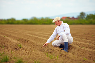 mature man, farmer on arable field, checking the plant growth