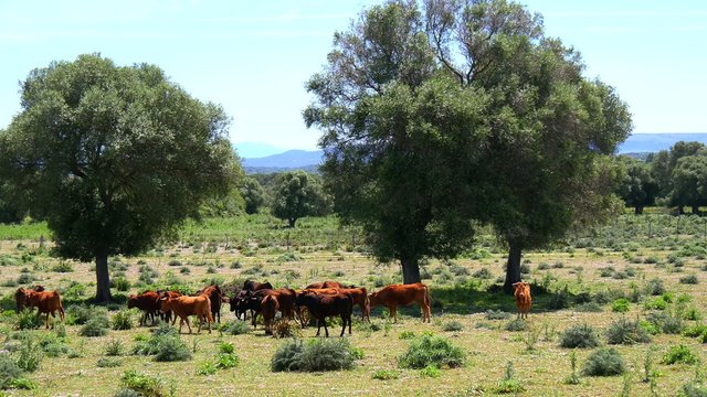 Bulls grazing in the field