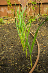 A row of garlic greens sprouts with drip irrigation line along