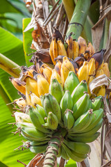 Bunch of bananas on tree