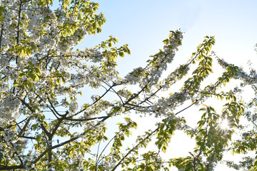 blooming cherry tree