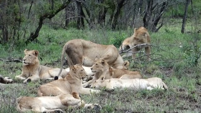 pride of lions in the kruger park in south africa
