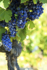 Red wine grapes growing in a vineyard France French vertical