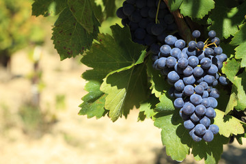 Wine grapes in a French vineyard France photo