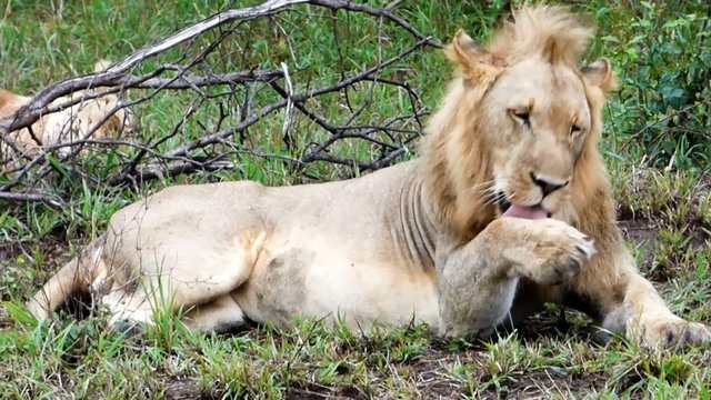 pride of lions in the kruger park in south africa