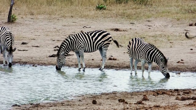 zebras in the kruger park
