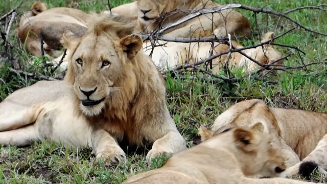 pride of lions in the kruger park in south africa