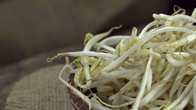 Fresh Mungbean Sprouts (loopable)