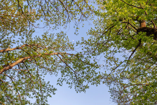 Fototapeta Beautiful sunset in magic forest. Trail. Spring landscape