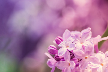 Fototapeta na wymiar Pastel lilacs