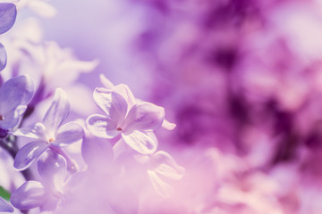 Fototapeta na wymiar Pastel lilacs