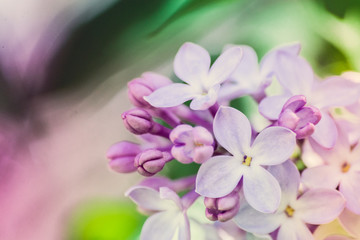 Obraz na płótnie Canvas Pastel lilacs